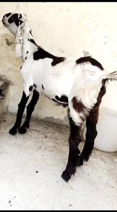 DESI BAKRA