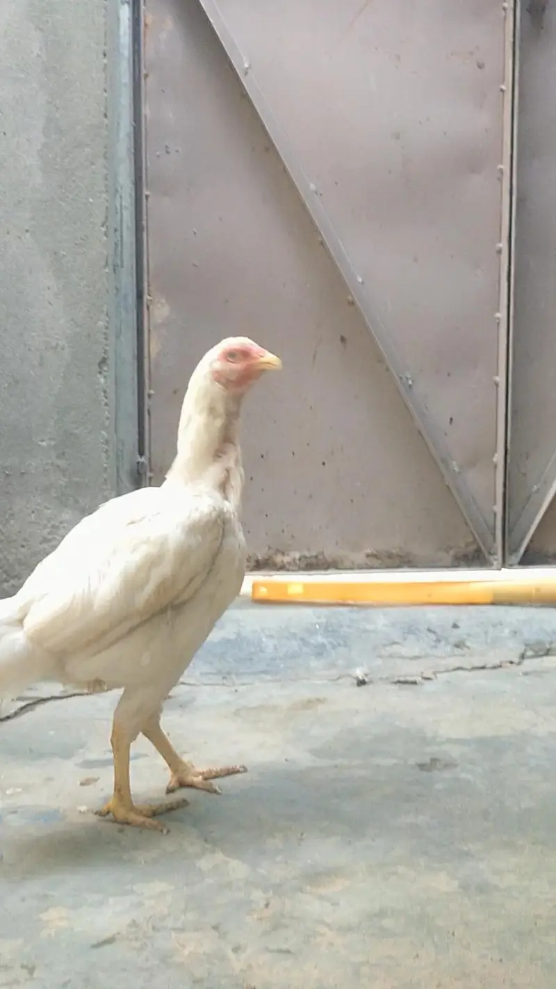 Paper white Heera Aseel pathiya — photo 2