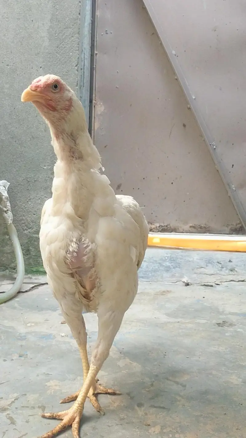 Paper white Heera Aseel pathiya — photo 3