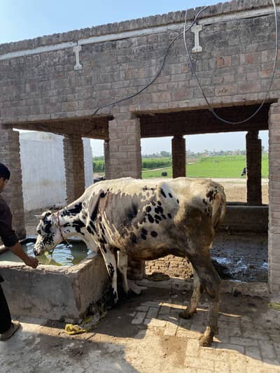 Beautiful cow