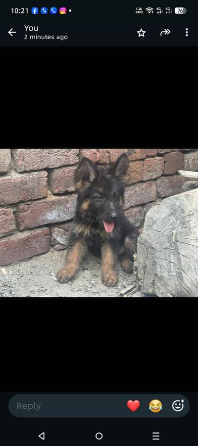 German shepherd  Long coat puppies
