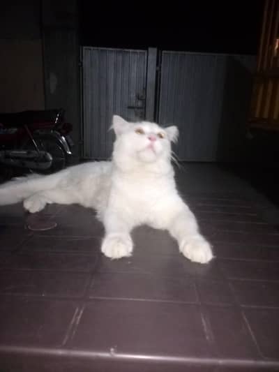 cat sale