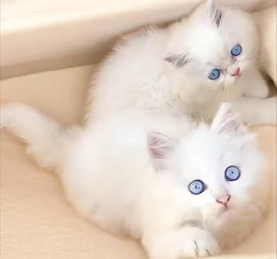 Persian triple court cat