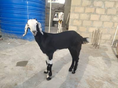 tota Puri Bakra