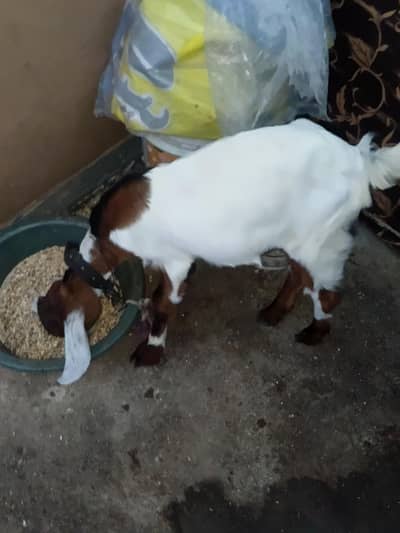 Bakri ka becha haj,  5 say 6 month ka