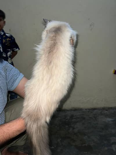Persian cats pair