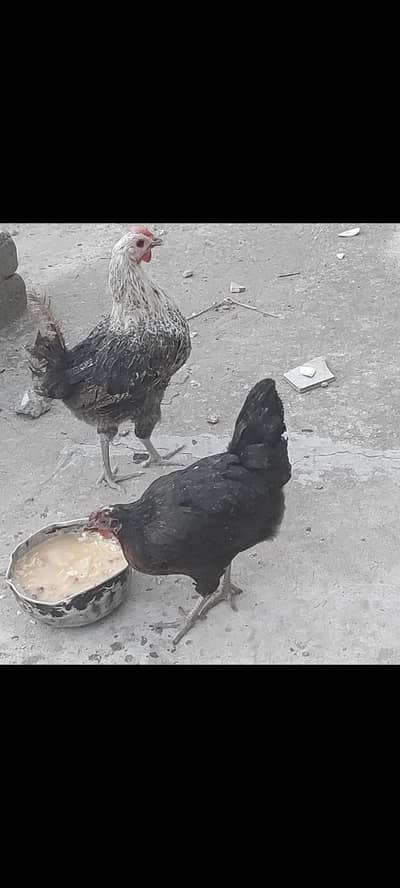 misri hens for sale