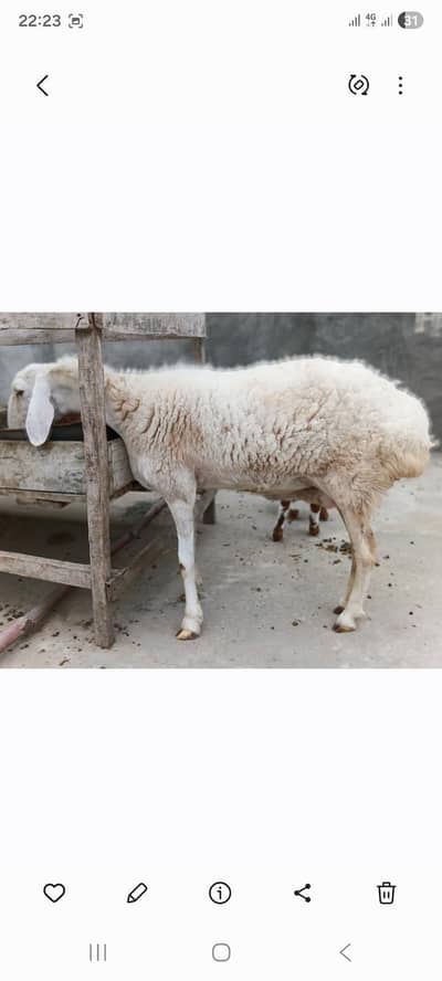 sheep female 4dant with male kid 75k last price