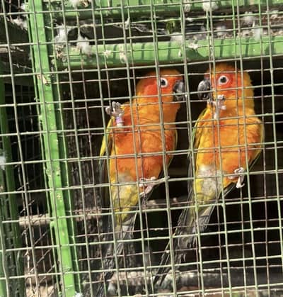 Pure Red factor Sunconure Male for sale