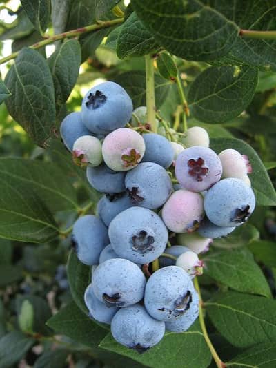 fresh blueberries
