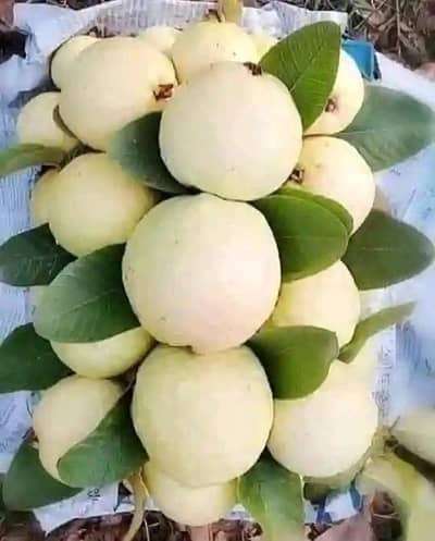 Amrood