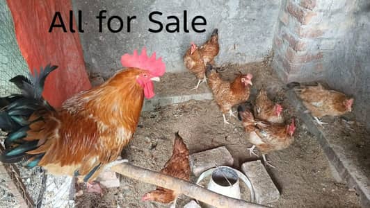 Egg Laying Golden Misri For sale