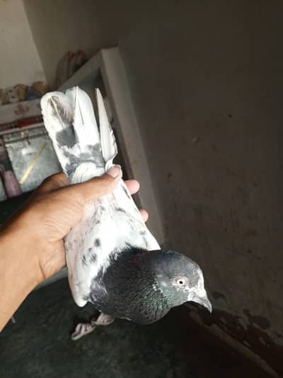 KABOTAR