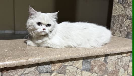 Kittens and cats for sale