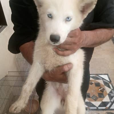 Husky