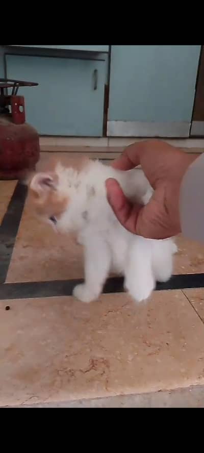 kitten punch tripple coat