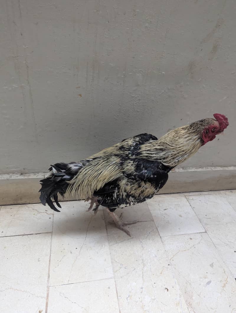 Aseel mianwali java murga zero size 4