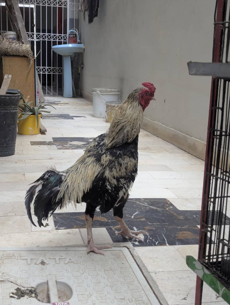 Aseel mianwali java murga zero size 6