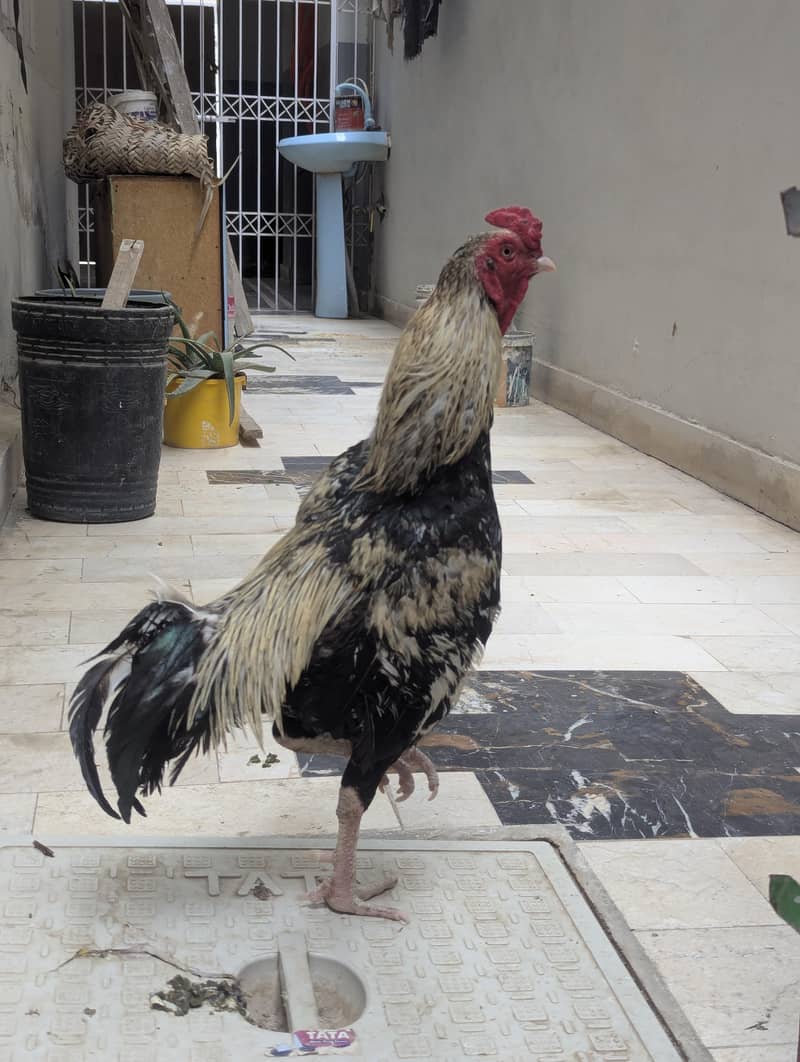 Aseel mianwali java murga zero size 7