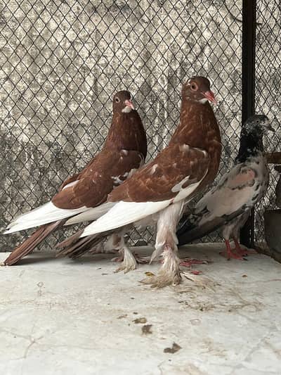 Very Big Size Pouter Exchangable