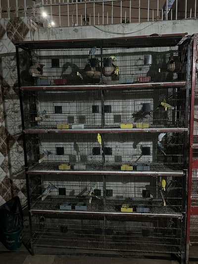 Birds Cage
