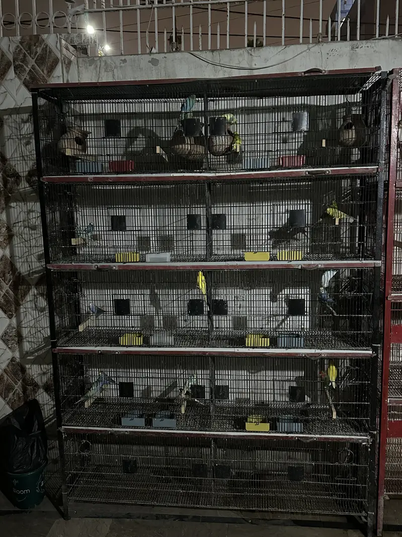 Birds Cage