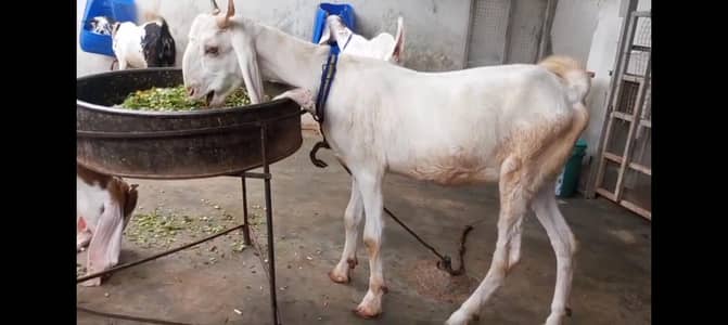 Bissar Nasal Goat Female for sale A1 Quality
