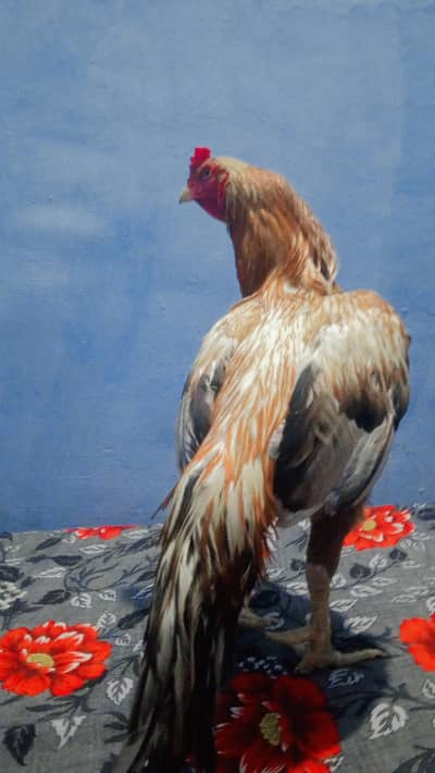 chet kabra