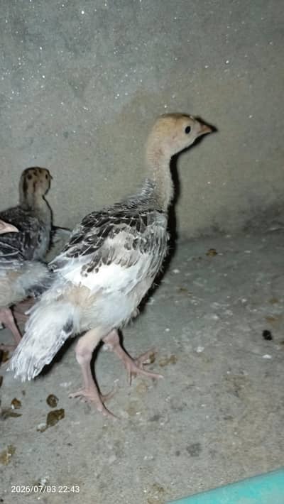 Turkey chicks