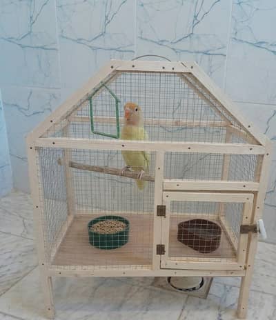 A cremino lovebird chicken.