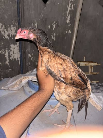 Aseel female
