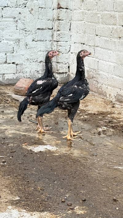 king shamo pair watsp 03074500970