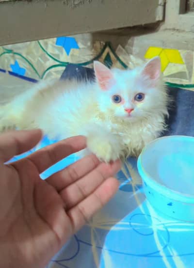 Persion Fluffy Kitten