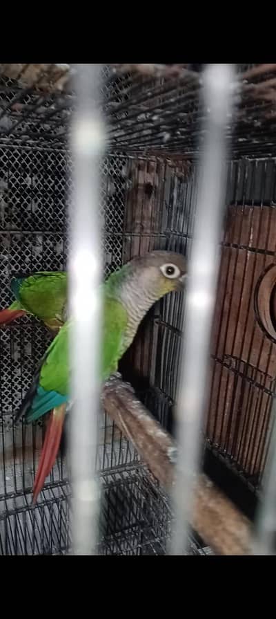 green chick conure