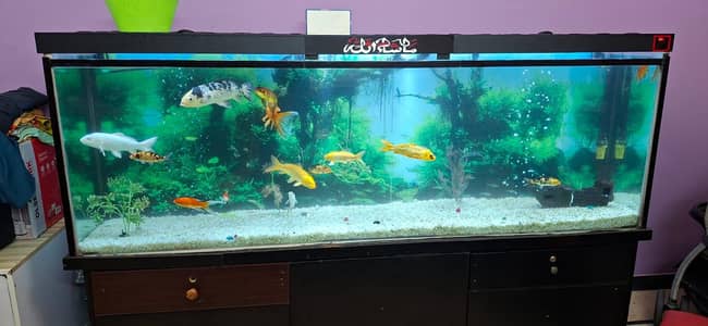 aquarium for sale all ok 10by 10 03365374111