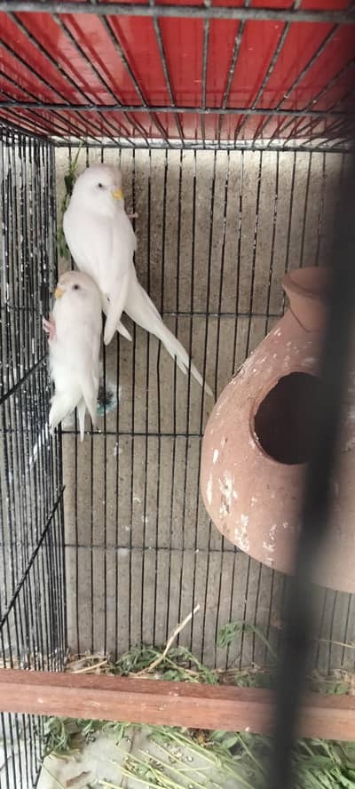 Australian budgies pairs