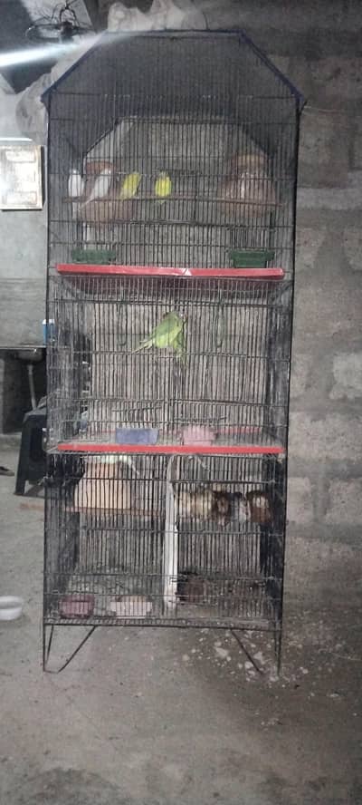 Australian budgies pair with cage