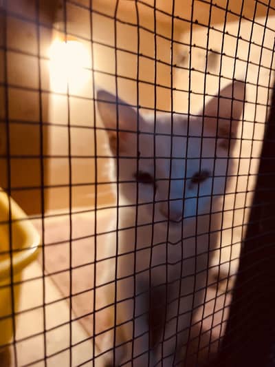 Cage in other birds