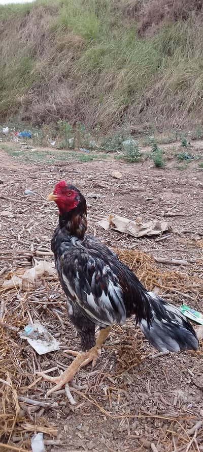 ASEEL Bird