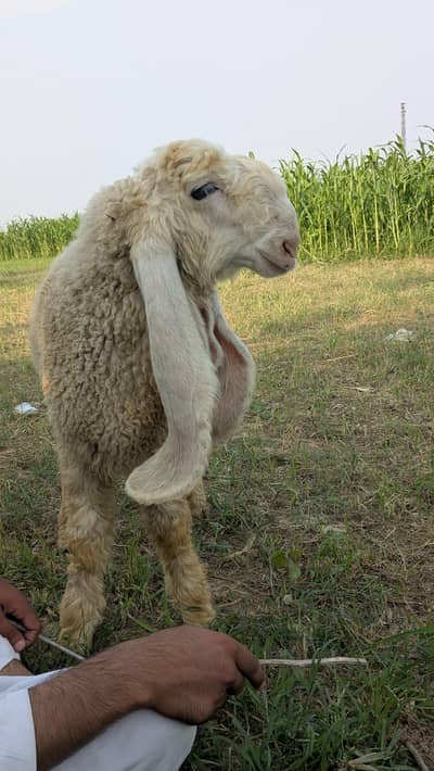 kalji for sale