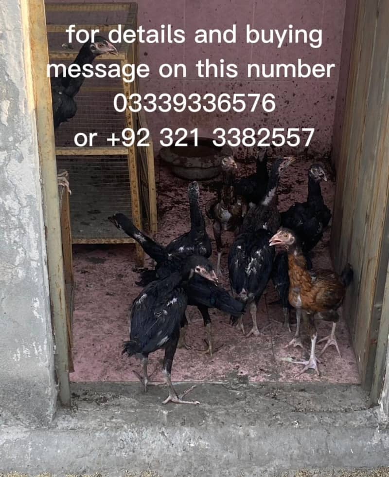 active hens 0