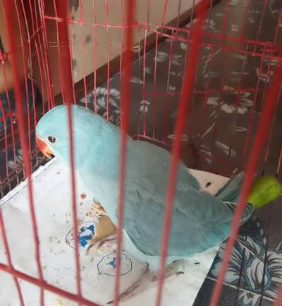 blue raw parrot