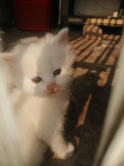 triple coated white Persian kittens