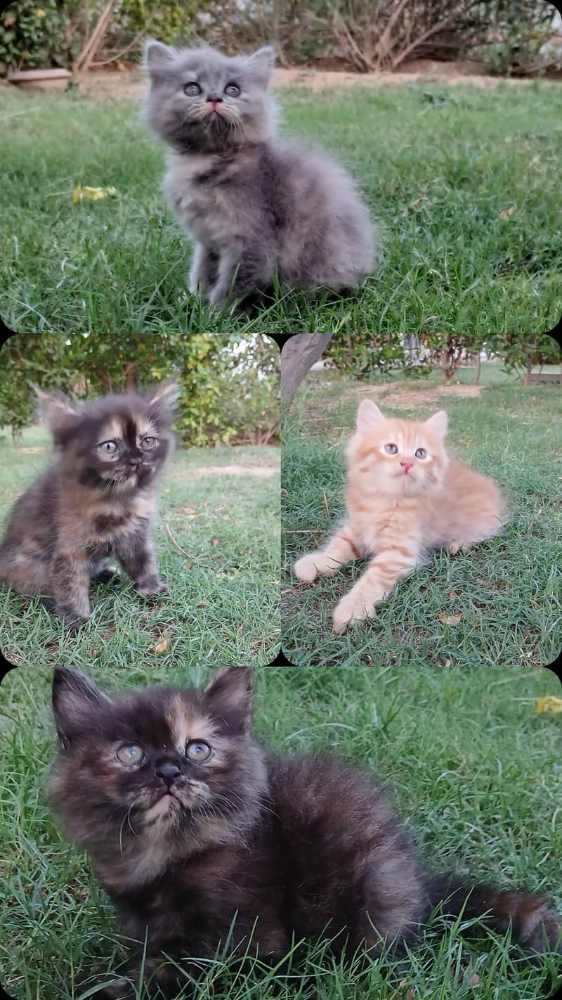 Kitten Pair 0