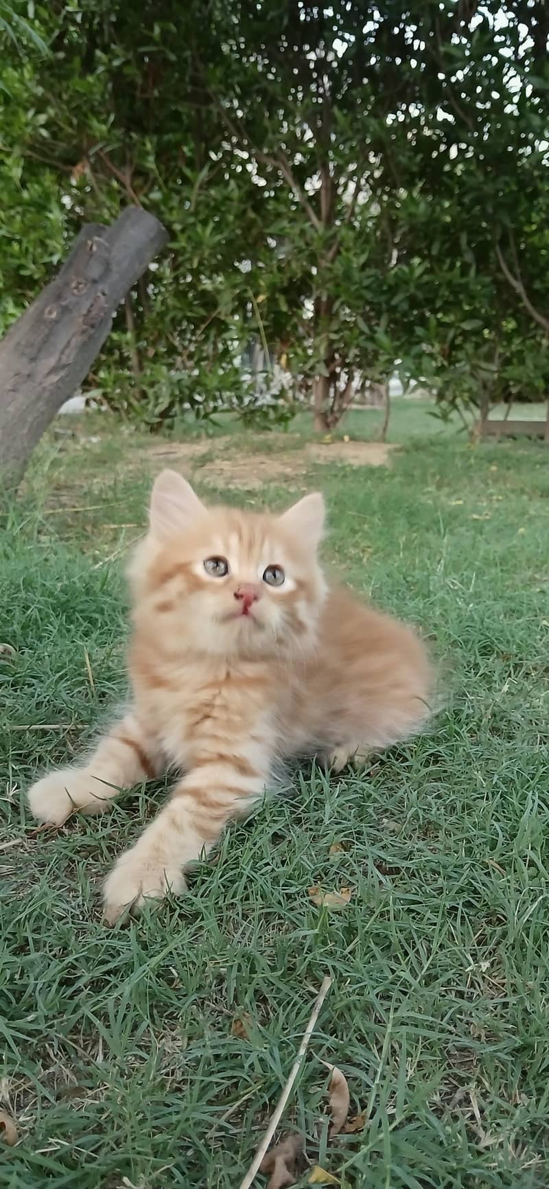 Kitten Pair 1