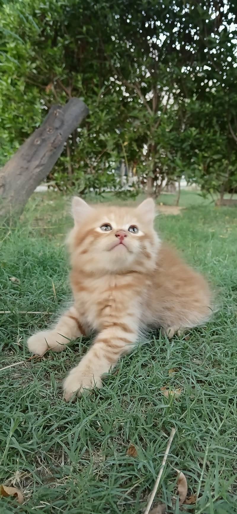 Kitten Pair 2