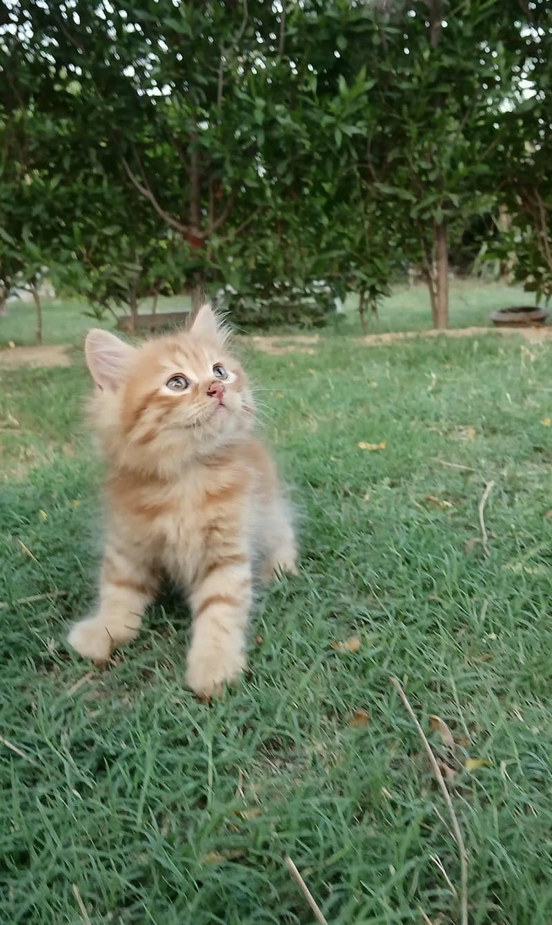 Kitten Pair 3