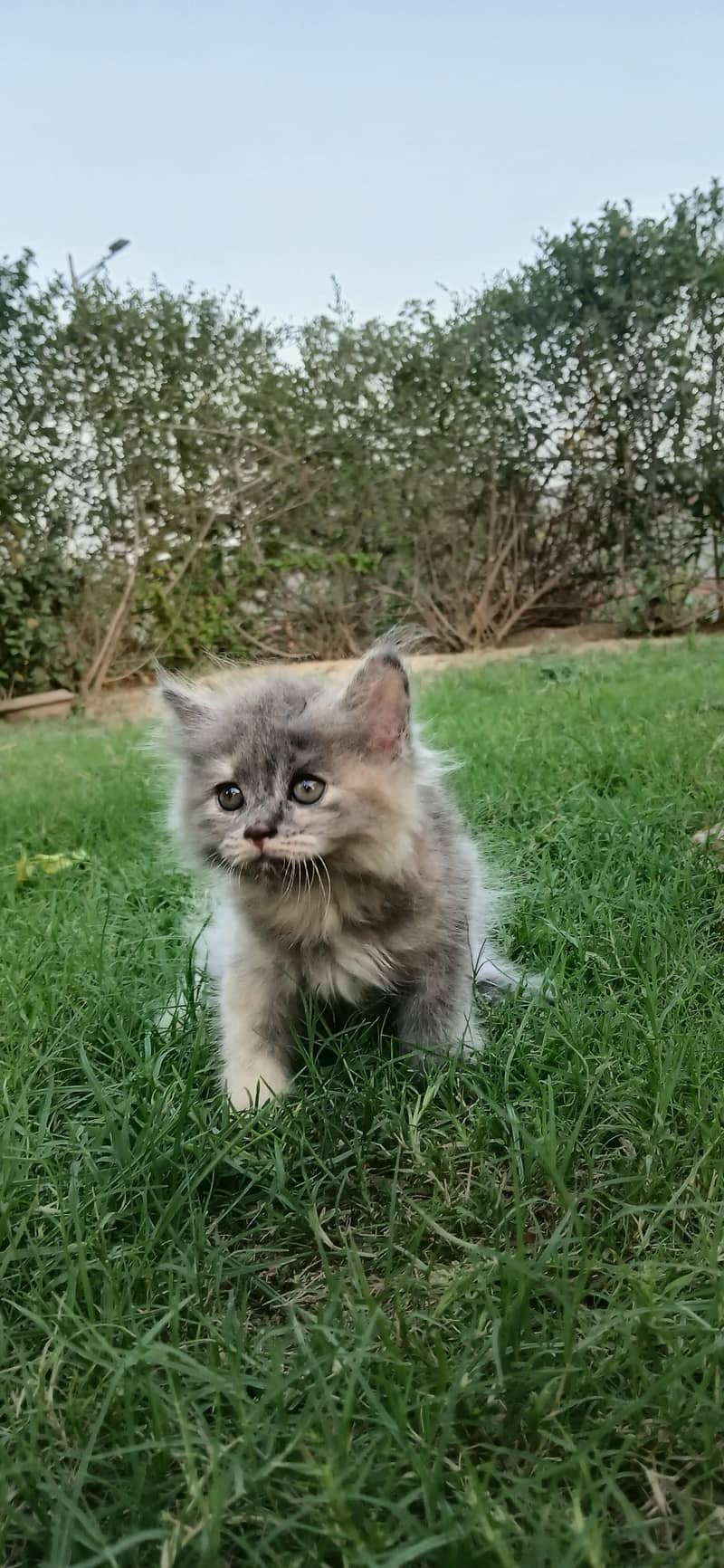 Kitten Pair 4