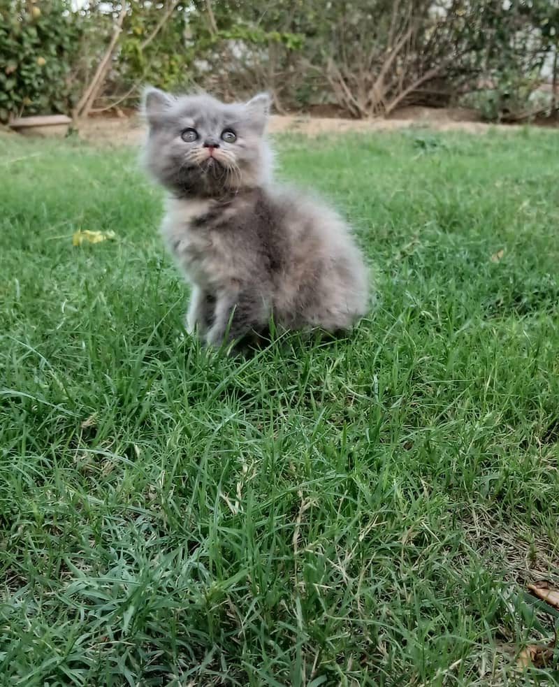 Kitten Pair 5