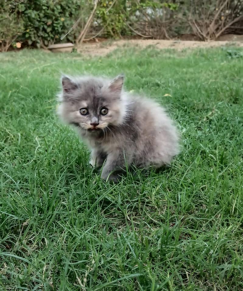 Kitten Pair 6